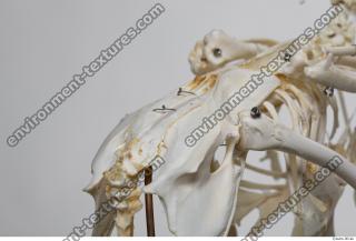 Photo Textures of Hen Skeleton